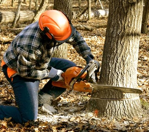 Tree Removal in Goshen, NH